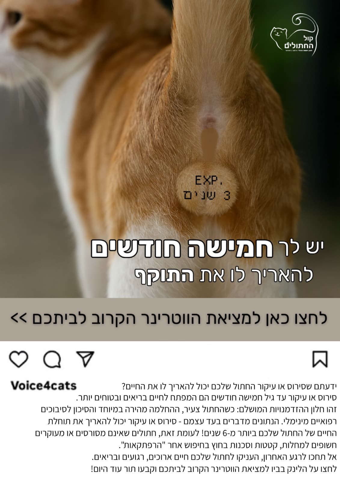 יש להם מה להגיד – קול החתולים